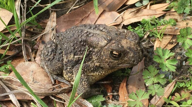 An audio recording device being used in a study of toads and frogs has disappeared from the Chattahoochee River National Recreation Area, and officials seek its return, "no questions asked," so the data can be retrieved.