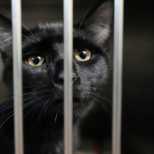 An owner surrendered cat is seen at the New Leash On Life animal shelter, Thursday, Nov. 6, 2025, in Lebanon, Tenn. (AP Photo/George Walker IV)