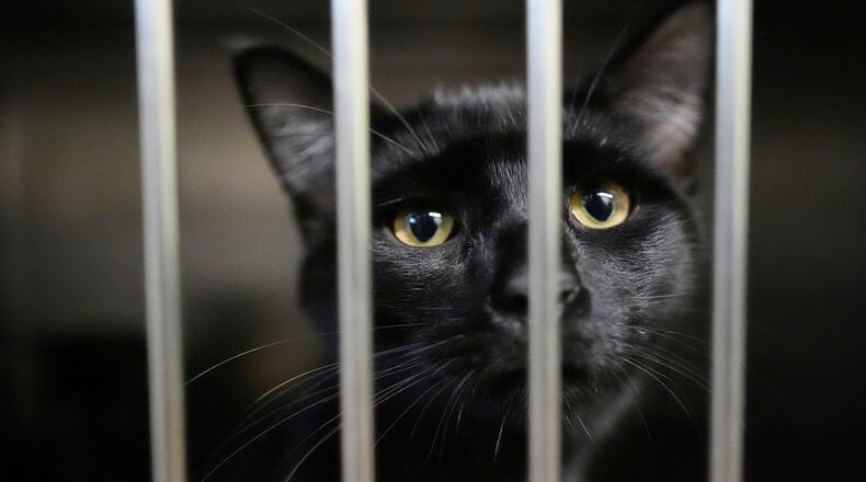 An owner surrendered cat is seen at the New Leash On Life animal shelter, Thursday, Nov. 6, 2025, in Lebanon, Tenn. (AP Photo/George Walker IV)