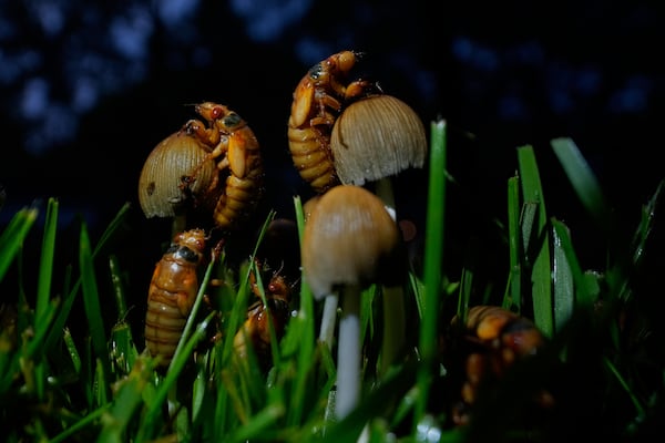 Periodical cicada nymphs climb mushrooms after a heavy rain, Tuesday, May 13, 2025, in Loveland, Ohio. (AP Photo/Carolyn Kaster)