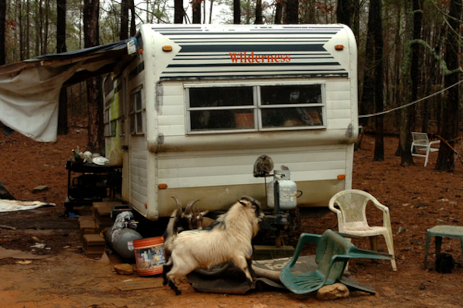 House replaces trailer but peacocks, emus, goats remain