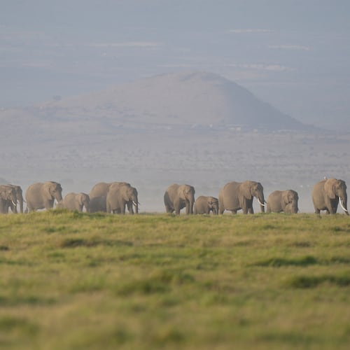 FILE - A herd of elephants grazes in Amboseli National Park in Kajiado, Kenya, Feb. 12, 2026. (AP Photo/Brian Inganga, File)
