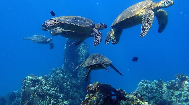 Alan Kendall shared this photo taken while snorkeling with green sea turtles off the coast of Maui, Hawaii on a February 2020 trip to the islands. He called it "a pretty fantastic experience."