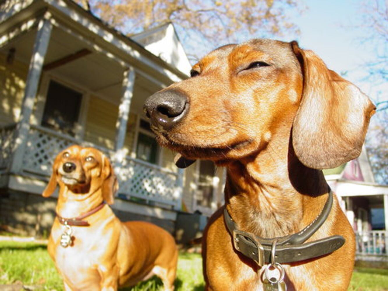 T.G.I.F.: Atlanta's Smiling Pets