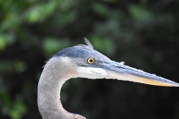 A great blue heron in Big Cypress National Preserve. (Courtesy of Nick Dauk)