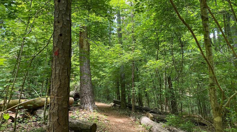 Inspired by the Japanese practice of shinrin-yoku, which translates to “forest bathing,” the Chattahoochee Nature Center is offering an opportunity to immerse yourself in the wooded forest and soak in the therapeutic benefits of being present in nature. (Courtesy Chattahoochee Nature Center)