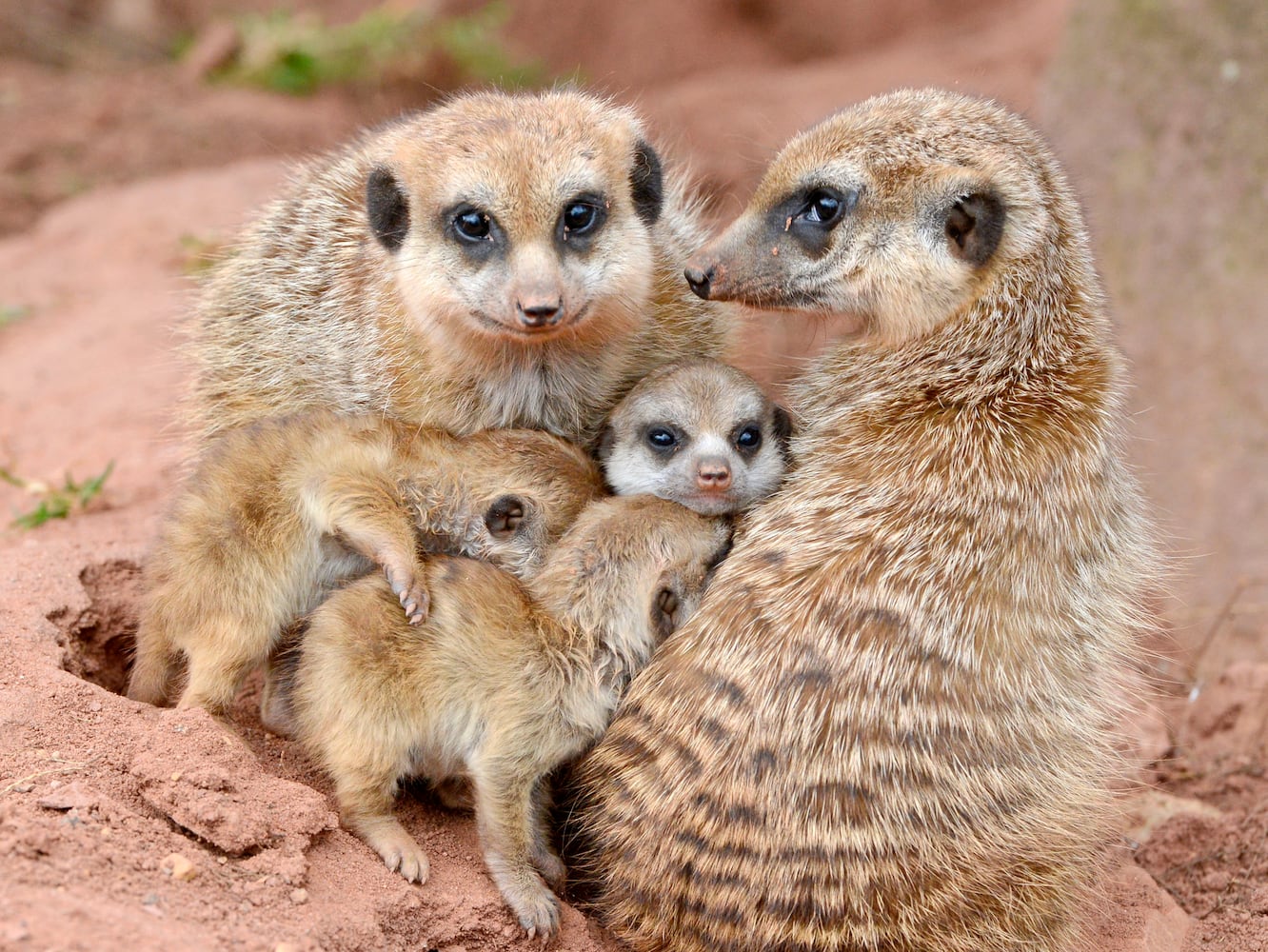 Baby zoo animals, March 2014