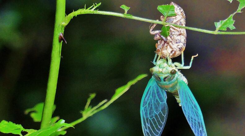A species of dog-day cicada emerges from its shell, where it transformed from a nymph into an adult. Several dog-day cicada species are native to Georgia. (Charles Seabrook for The Atlanta Journal-Constitution)