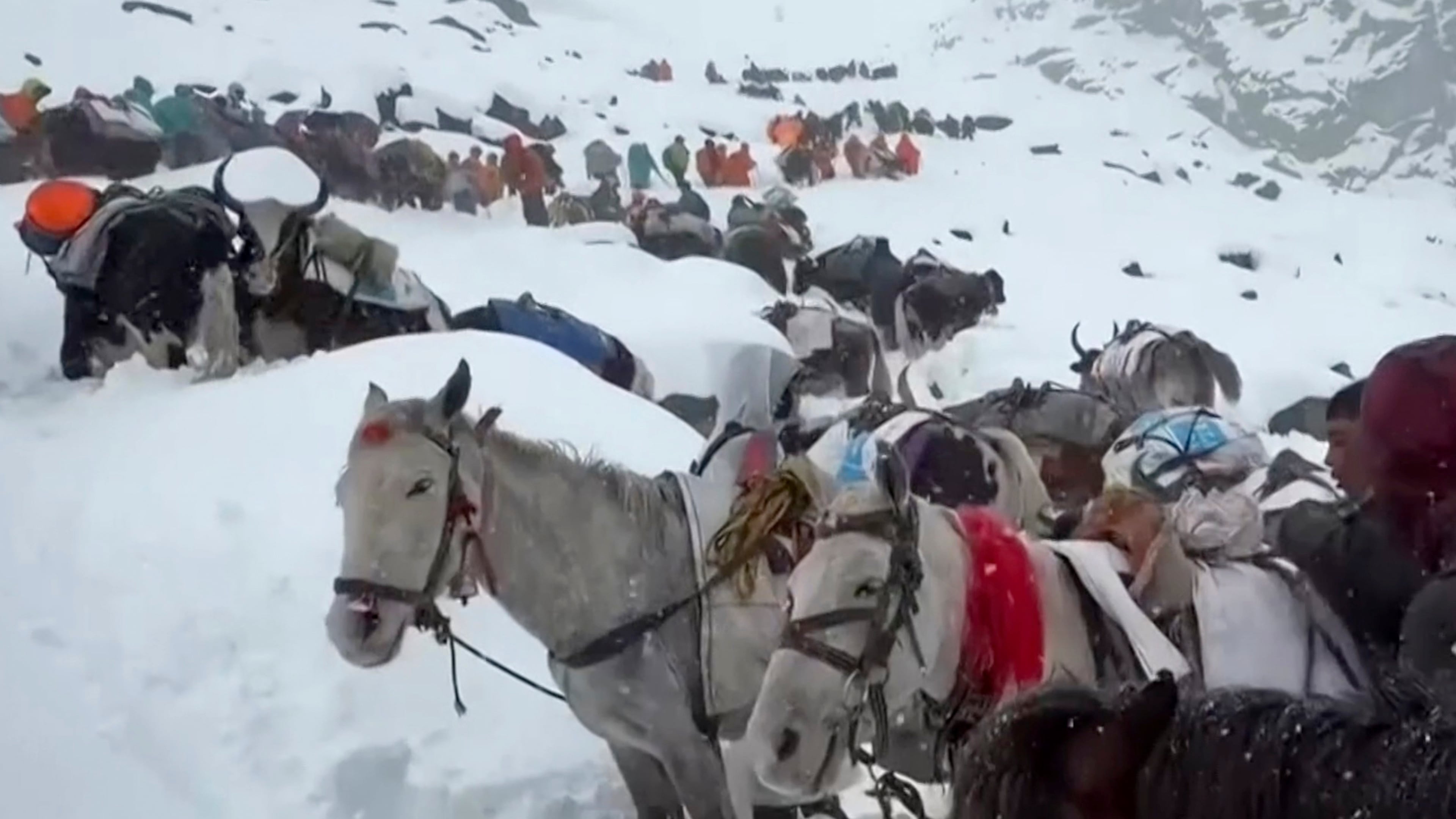 In this photo taken Oct. 4, 2025 and released by Lingsuiye, villagers with their oxen and horses ascend the mountain during rescue efforts to reach hundreds of hikers trapped by heavy snow at tourist campsites on a slope of Mount Everest in Tibet on Sunday, Oct. 5, 2025. (Lingsuiye via AP)