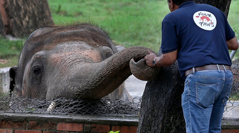 A veterinary from the international animal welfare organization 'Four Paws' offers comfort to an elephant named 'Kaavan' prior to his examination at the Maragzar Zoo in Islamabad, Pakistan. The team of vets are visiting Pakistan to assess the health condition of the 35-year-old elephant before shifting him to a sprawling animal sanctuary in Cambodia.  (AP Photo/Anjum Naveed)