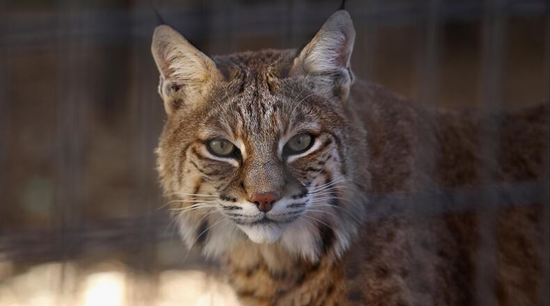 A bobcat is pictured here, similar to the one that attacked a rattlesnake in Scottsdale, Arizona this week and was caught on tape by a real estate agent trying to show a house.