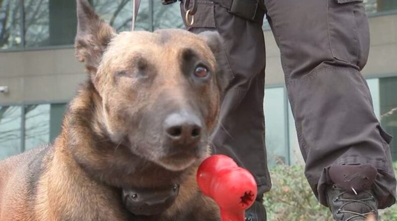 <p>Indi, the K9 officer</p>