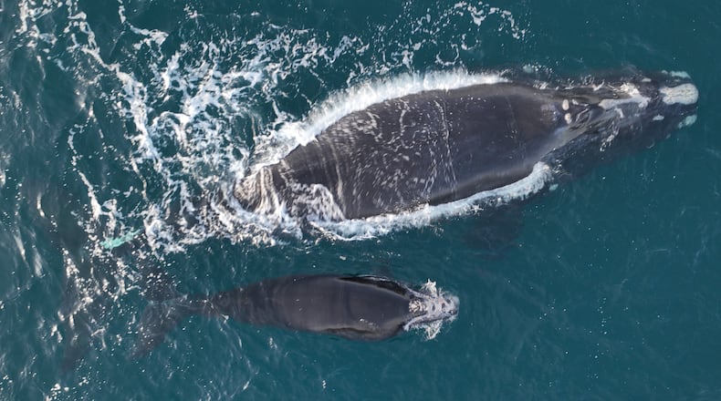 A right whale named Juno (top) and its injured calf (bottom) were photographed about 20 nautical miles off Sapelo Island, Ga. on Feb. 1, 2024. The calf was found dead Sunday on Cumberland Island. Georgia Department of Natural Resources / NOAA