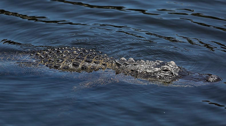 File photo of an alligator