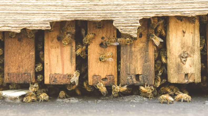 photo credit: Savannah Bee Company