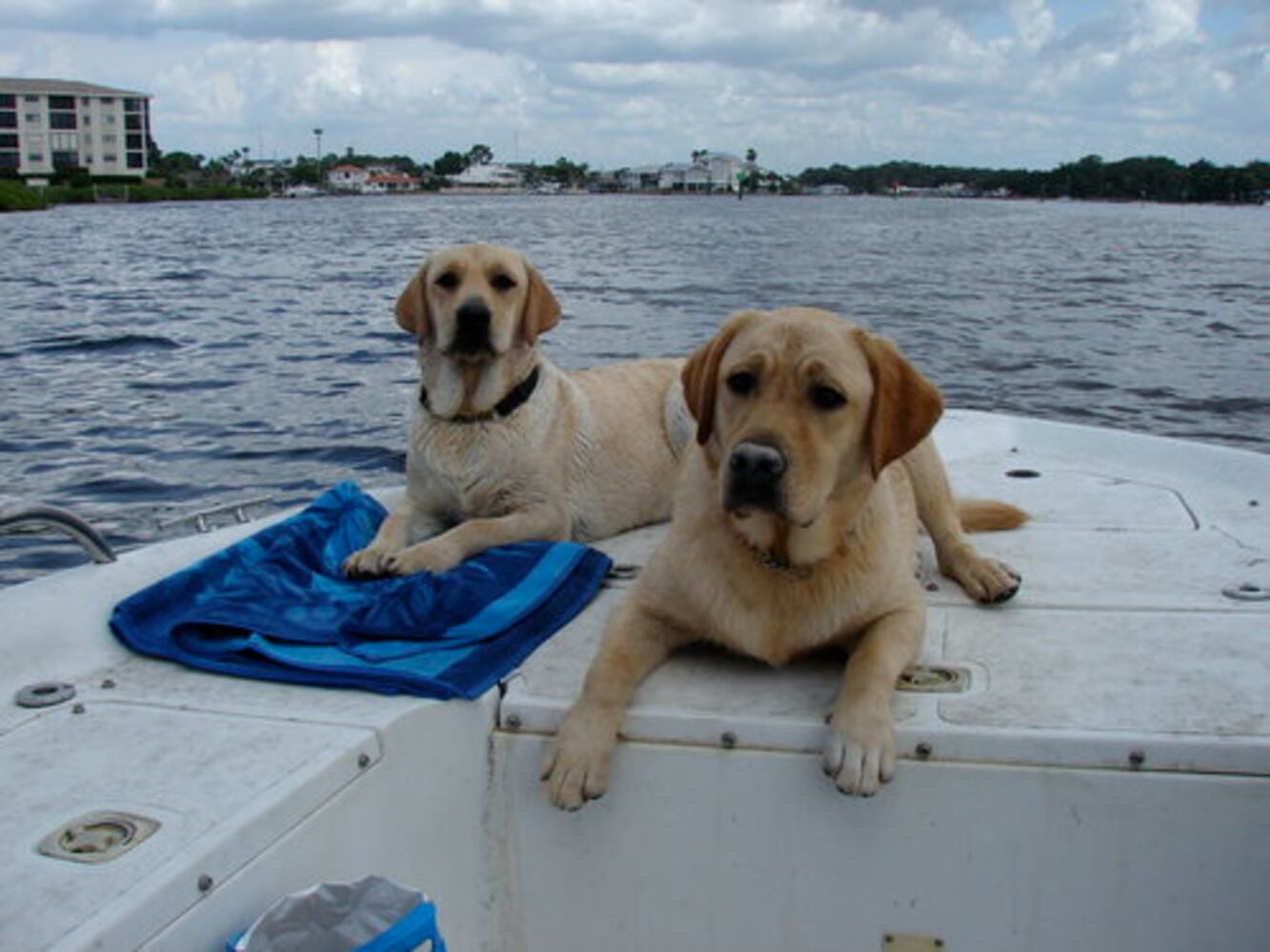 Atlanta's Top Dogs: Labrador Retrievers (IV)