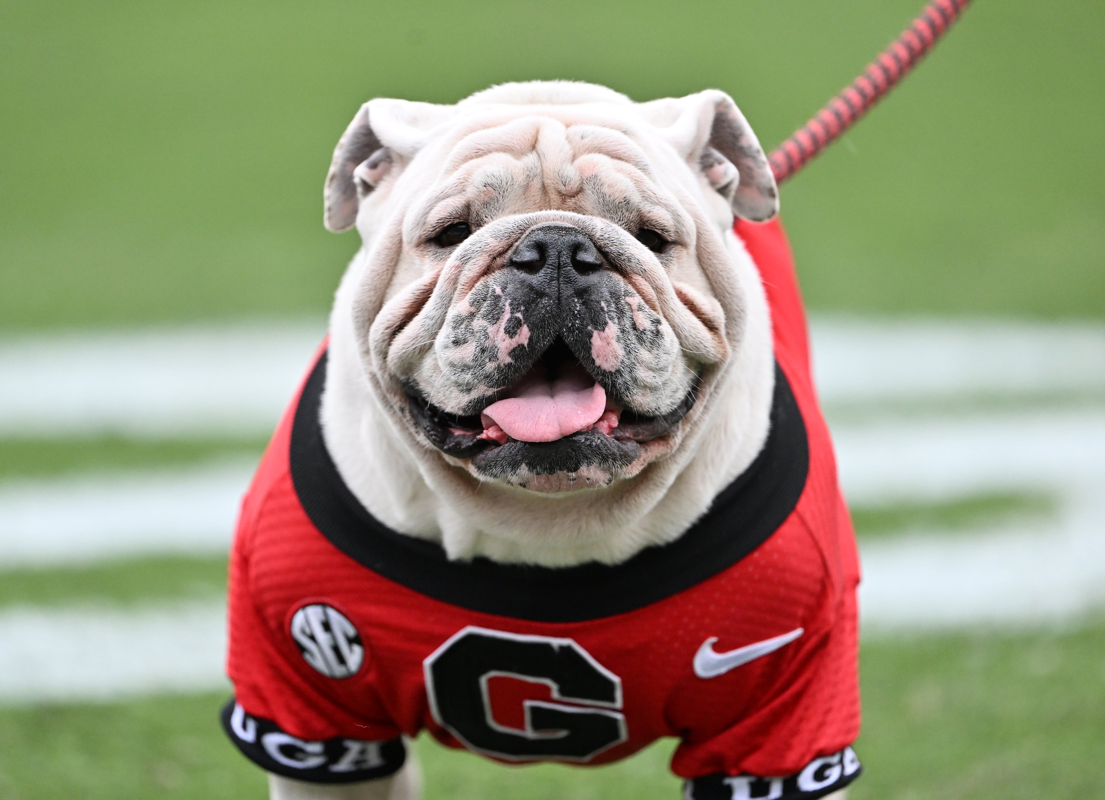 UGA XI, known as Boom, is seen during the first half in a NCAA college football game at Sanford Stadium, Saturday, October 4, 2025, in Athens. (Hyosub Shin / AJC)
