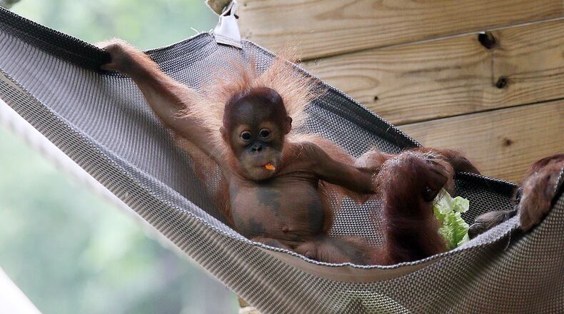 Pongo plays with his mother, Blaze. Cultivating lands for palm oil production results in the reduction of forests where orangutans live in the wild.