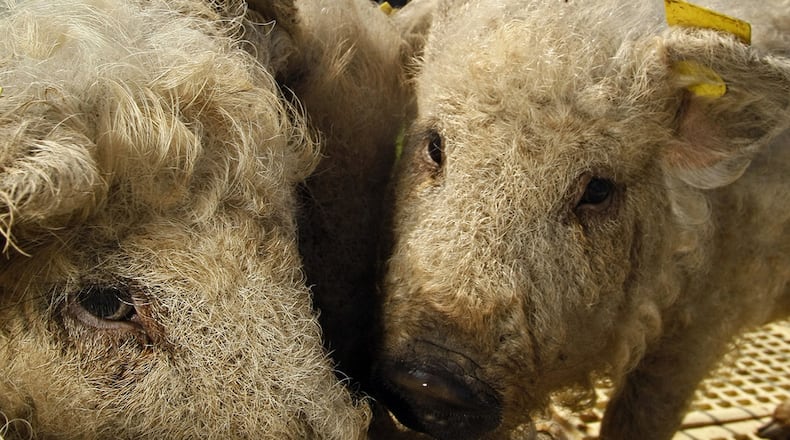 (FERENC ISZA/AFP/Getty Images)