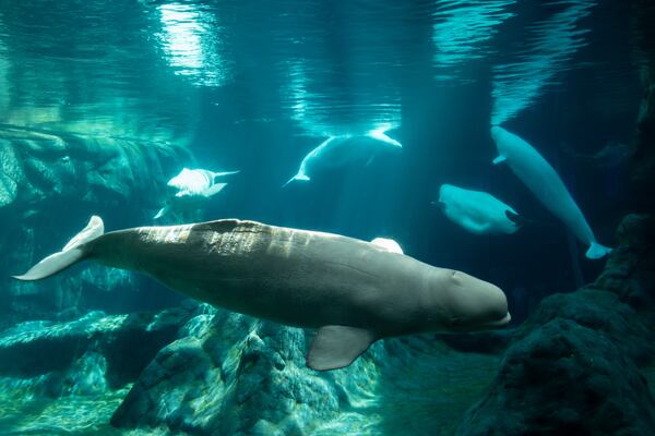 Zephyr and Balor have joined the Georgia Aquarium’s four female belugas. Beluga whales have been a major draw for the aquarium since it opened in 2005. (Ben Gray for the AJC)