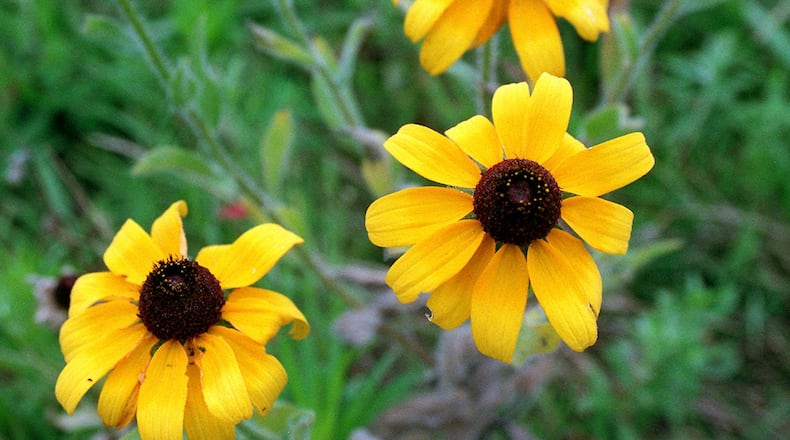 970711 GWINETT COUNTY, GA: Detail of Rudbeckia hirta, also known as Black-eyed Susan. One of several wildflowers planted in a meadow along I-85 near the Gwinnett/Hall County line. Jon Calabria is a landscape architect who worked with the DOT to get the wildflower mix. (AJC Staff Photo/Jean Shifrin) 8/97
