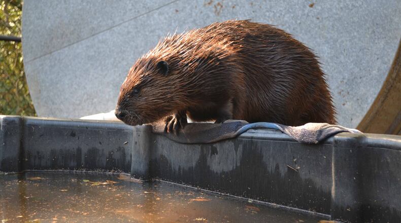 The Chattahoochee Nature Center has added two young beavers to its wildlife family. (Photo courtesy of CNC)