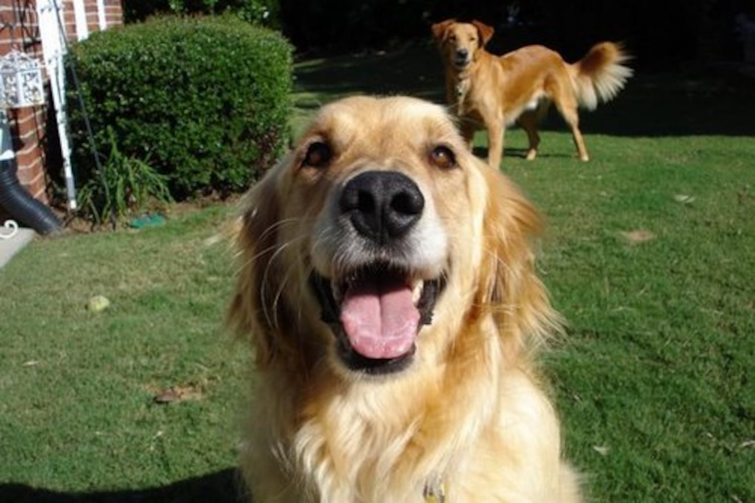 Atlanta's Top Dogs: Best Photos