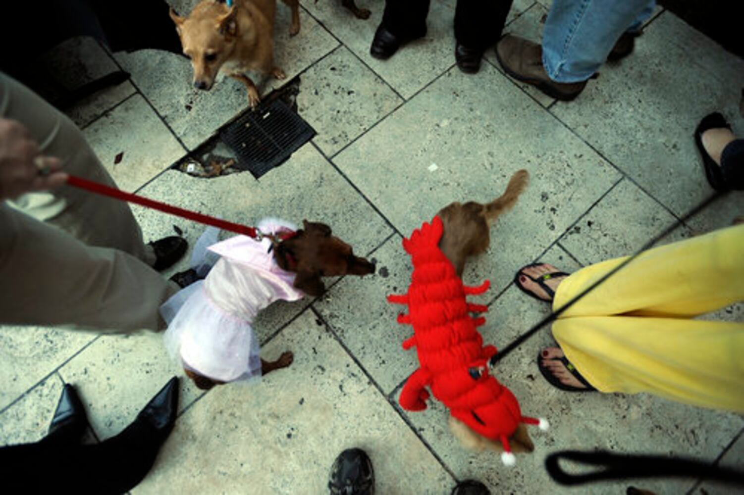 Dogs audition for 'It's Me or the Dog'