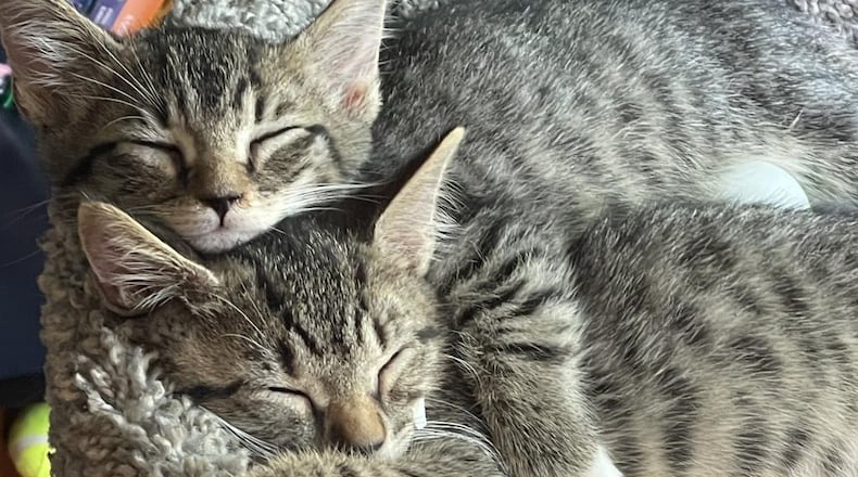 Best Friends in Atlanta, an animal sanctuary in Marietta, will have 20 kittens for adoption Saturday, July 10, 2021. (Photo provided/Best Friends in Atlanta)