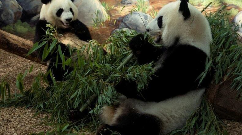 Mei Lun and Mei Huan enjoy a bamboo meal at their Zoo Atlanta home. Now 3 years old, the twin pandas moved to China on Nov. 3. CONTRIBUTED BY ZOO ATLANTA