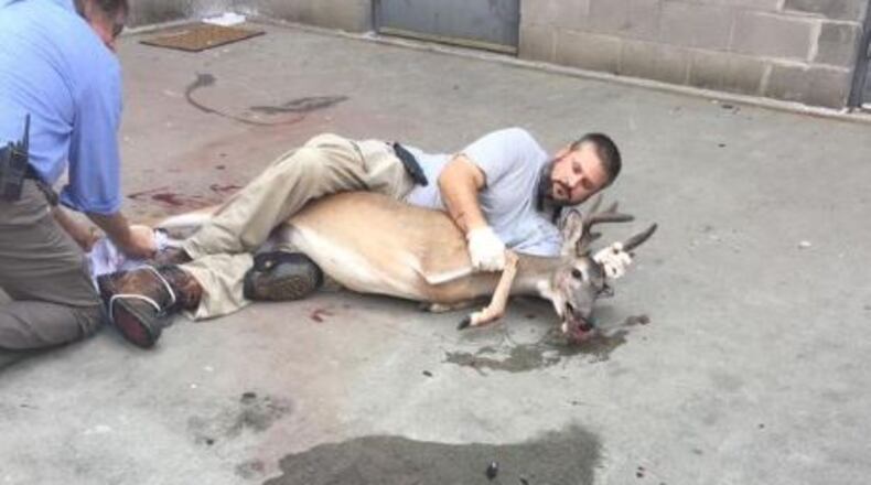 A pair of good Samaritans captured the young buck Wednesday morning before releasing him back into the wild. (Credit: Dunwoody Police Department)