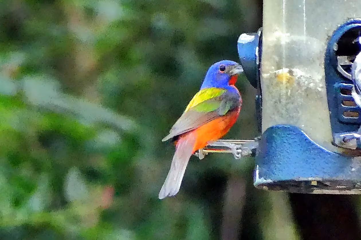 The painted bunting is a neotropical species because it nests along Georgia's coast in spring and summer and migrates south in the fall to spend the winter on Caribbean islands. (Charles Seabrook)