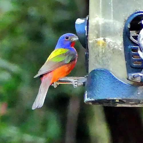 The painted bunting is a neotropical species because it nests along Georgia's coast in spring and summer and migrates south in the fall to spend the winter on Caribbean islands. (Charles Seabrook)