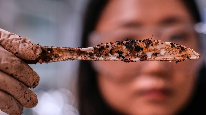 Katie Byun holds up a compostable knife, which was made with plastic made from plants, that was starting to break down after about two months in a home composting test bin, at CJ Biomaterials, Monday, Aug. 3, 2026, in Woburn, Mass. (AP Photo/Charles Krupa)