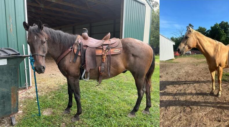 These are two of the horses recovered during the investigation.