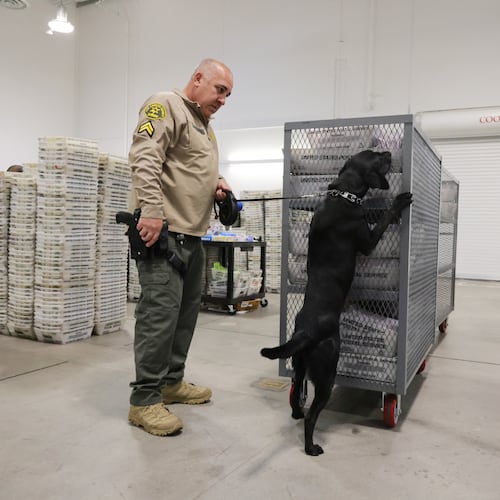 FILE - A sheriff's deputy inspects ballots with the aid of a dog at the L.A. County Ballot Processing Center Nov. 4, 2025, in City of Industry, Calif. (AP Photo/Ethan Swope, File)