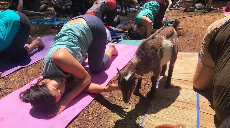 Taking pilates or yoga classes with goats, such as ones offered by Red Wagon Goats, can make your workouts more playful. (Courtesy of Red Wagon Goats)