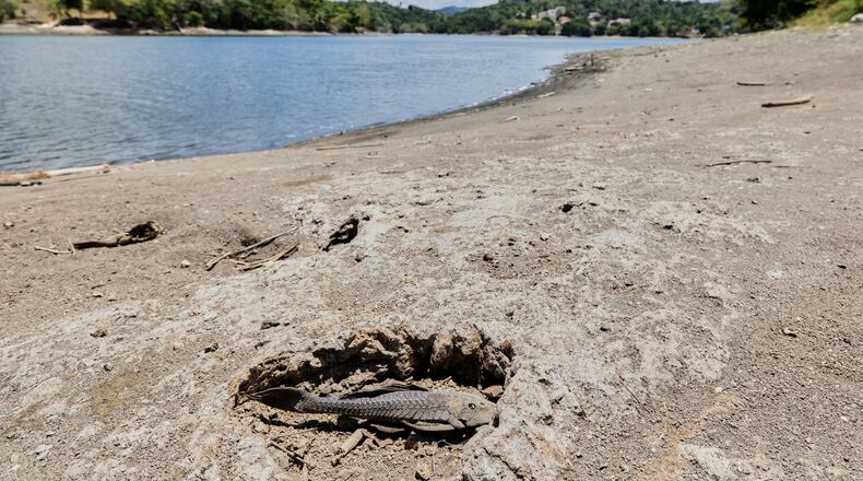 A fish carcass lies on the receded shoreline of the Carraizo reservoir amid an ongoing drought in Trujillo Alto, Puerto Rico, Wednesday, Aug. 5, 2026. (AP Photo/Alejandro Granadillo)