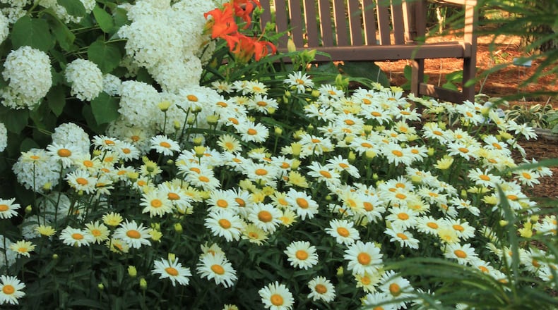 In the landscape plant your Banana Cream Shasta daisies boldly in informal drifts. (Photo by Proven Winners).