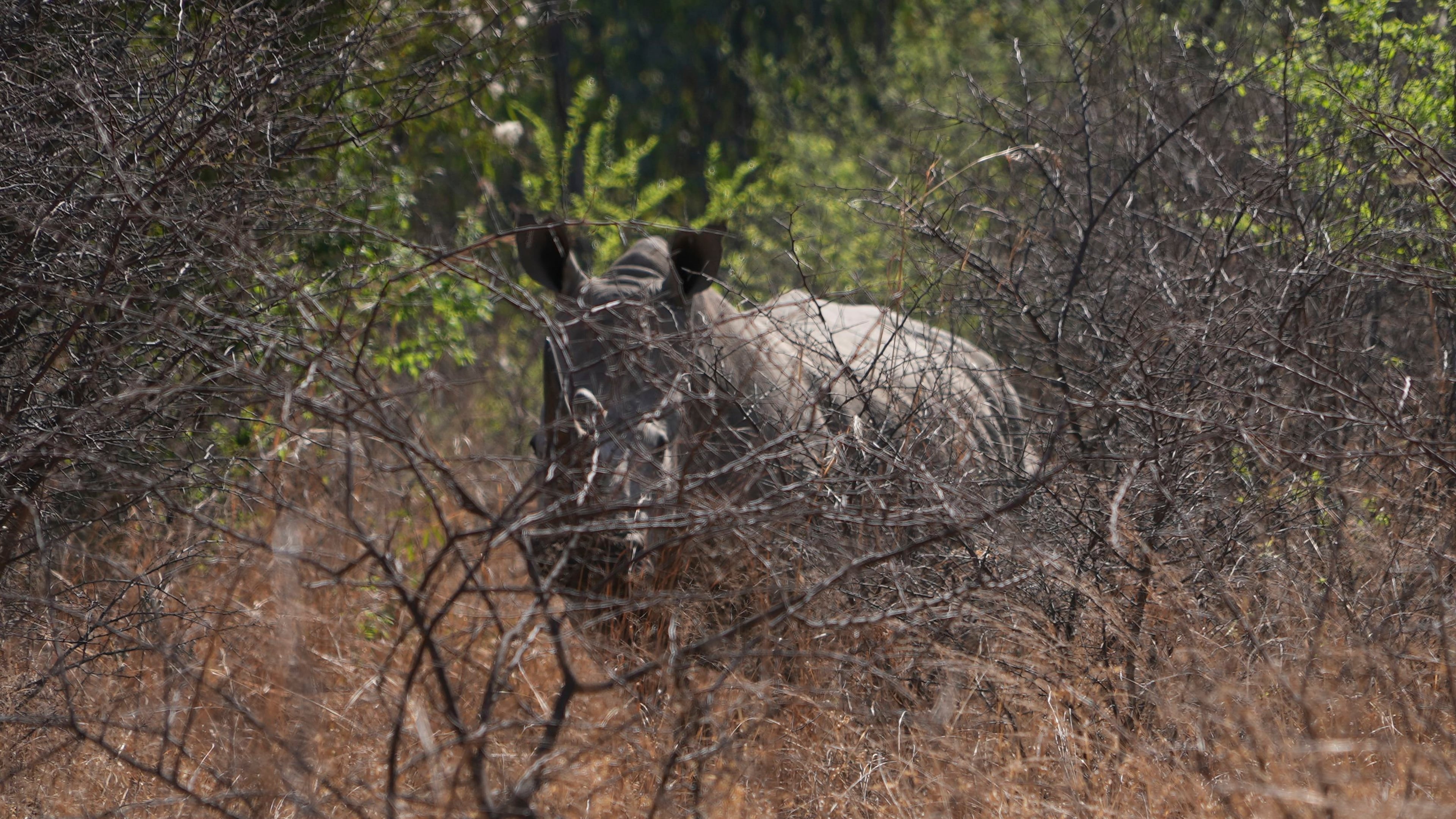 A rhino is seen at the Dinokeng Game Reserve near Hammanskraal, South Africa, Thursday, Sept. 18, 2025. (AP Photo/Alfonso Nqunjana)