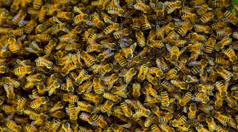 Honey bees swarming in a tree are pictured above. A swarm of bees killed a dog and injured two men in central California on Sunday.