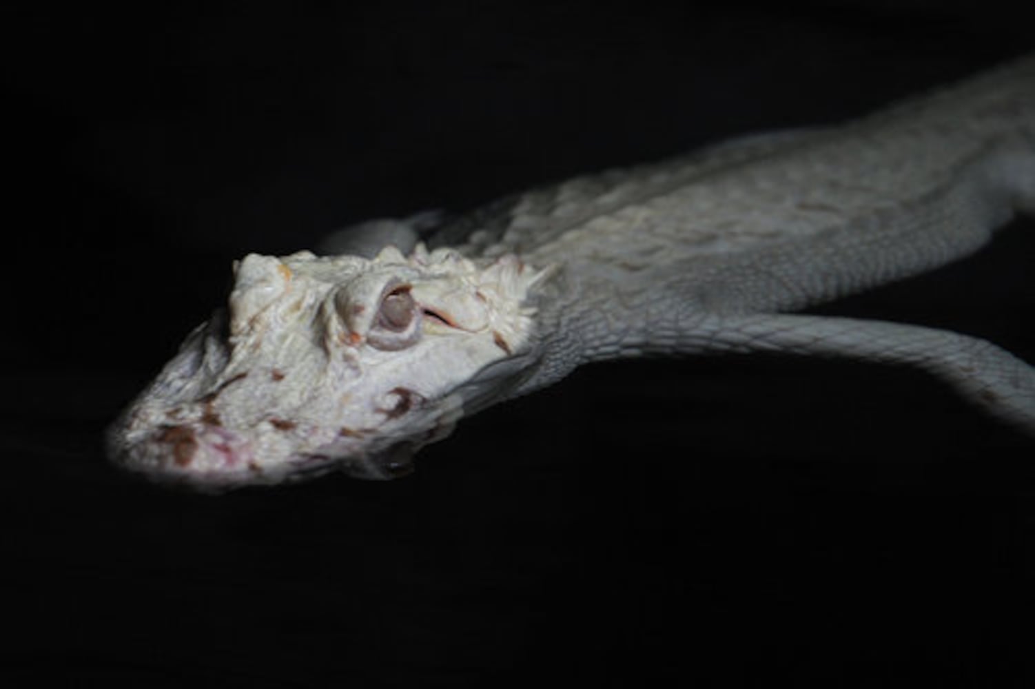GA Aquarium's rare albino alligators