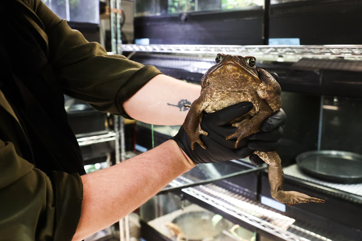 Buckhead-based Amphibian Foundation poised for relocation