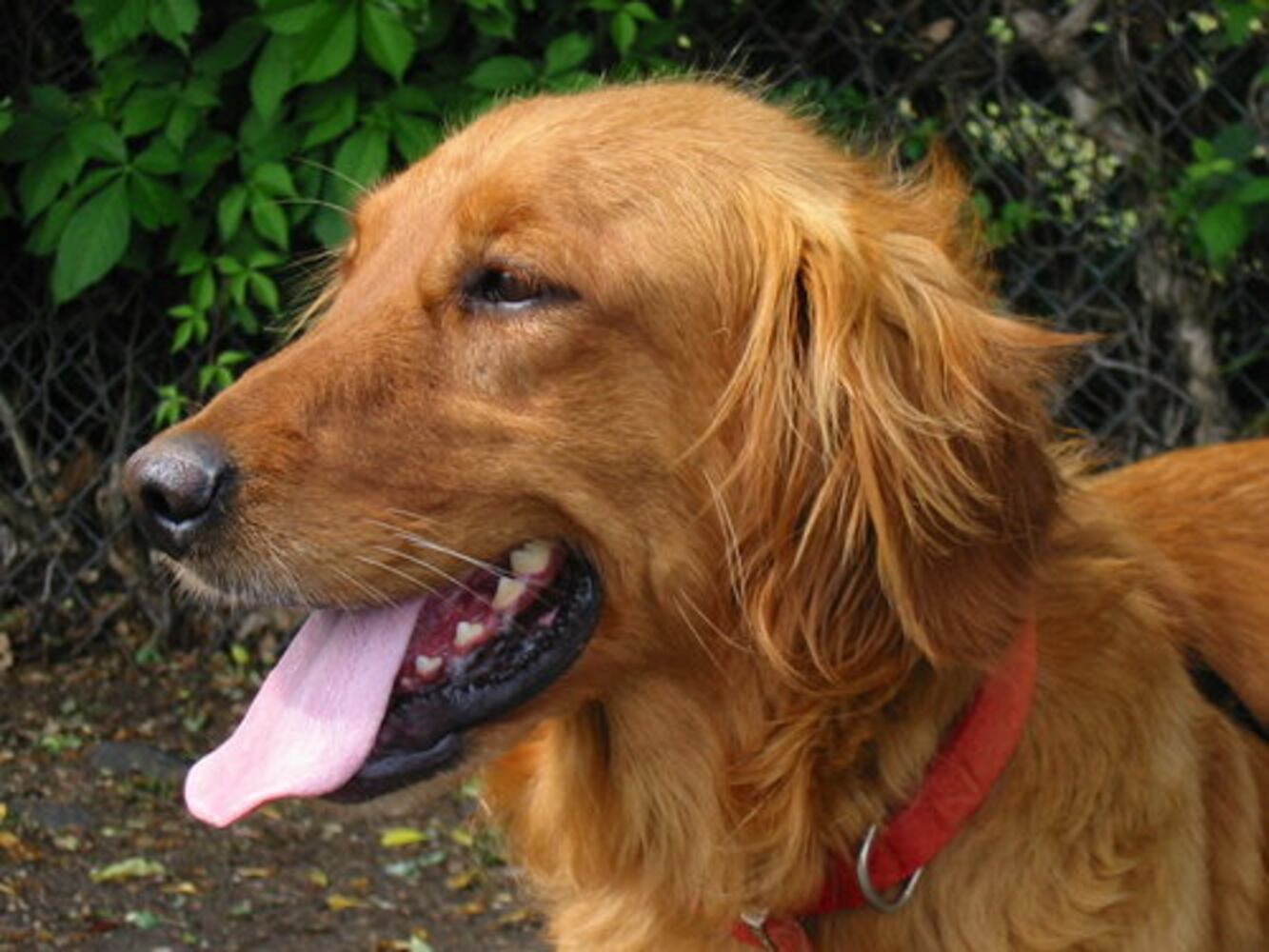 Atlanta's Top Dogs: 2. Golden Retrievers