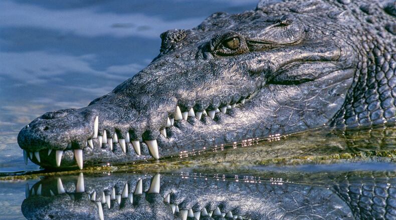 Alligator. File photo. (Photo: Pexels/Pixabay)