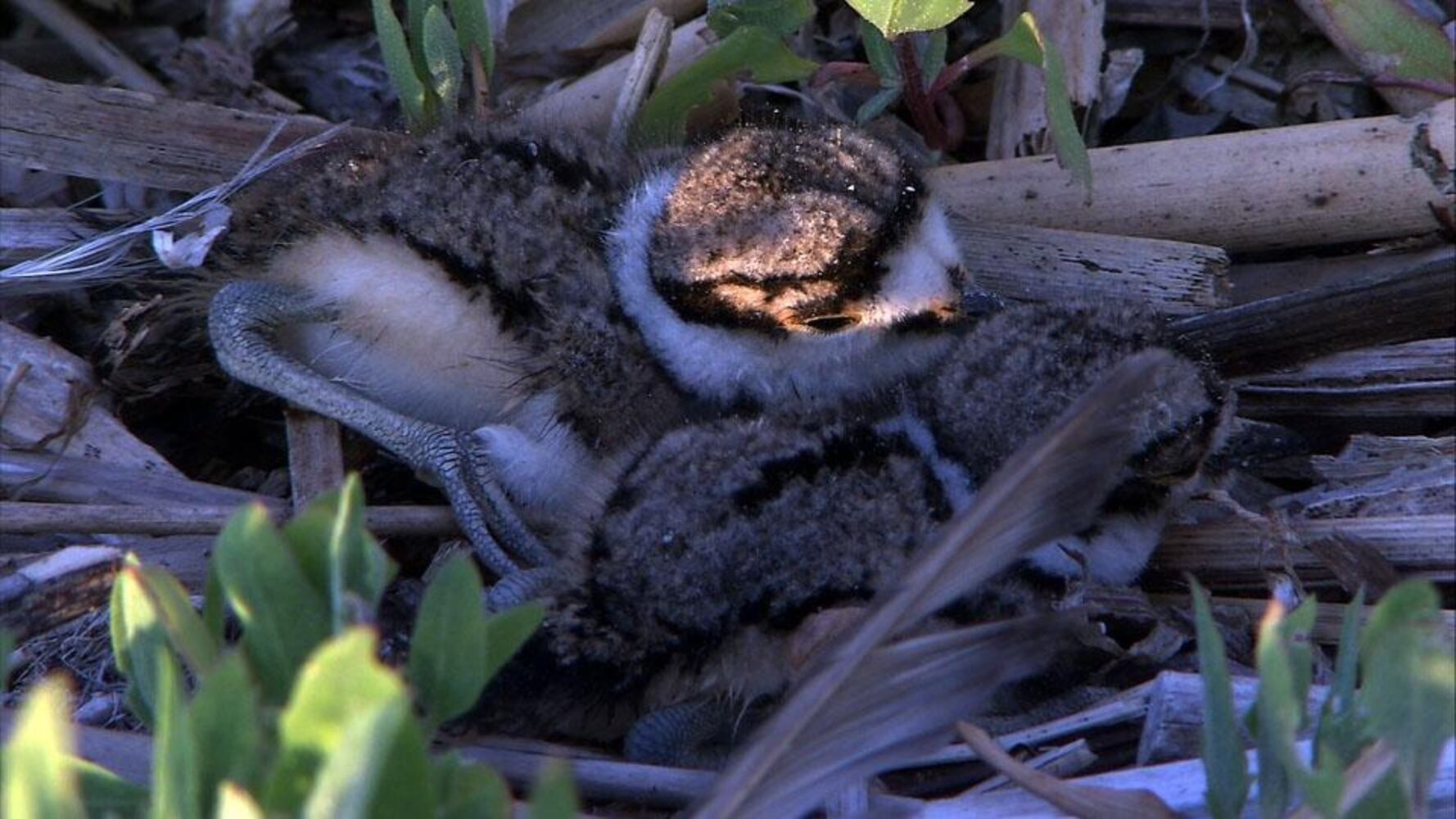 Kill Deer Chick-1sized