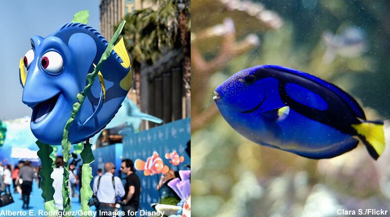 Dory and a blue hippo tang.