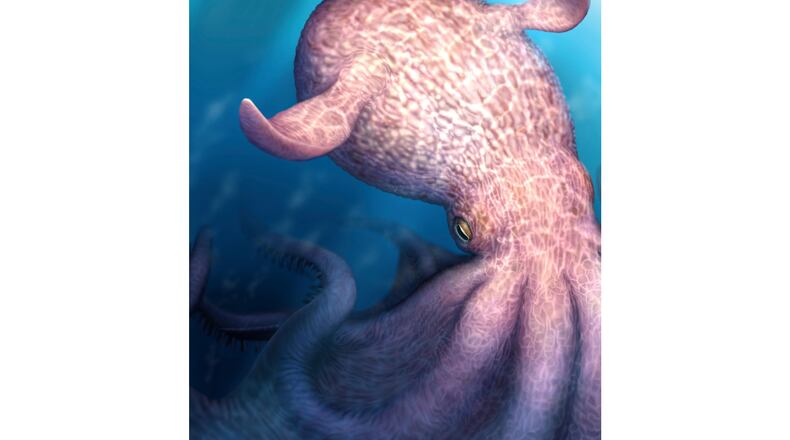 This illustration provided by researchers in April 2026 depicts a giant octopus that may have been a top marine predator millions of years ago. (Yohei Utsuki via AP)