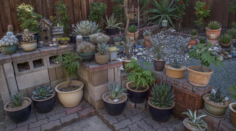 Pat Allen, 80, has a garden full of succulent and cactus plants on Tuesday, May 2, 2017 in Antelope, Calif. (Renee C. Byer/Sacramento Bee/TNS)