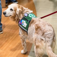 Nugget doing what she does best, greeting! (Courtesy of Wellstar Children's Hospital of Georgia)
